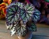 Begonia DS-FAIRYTALE